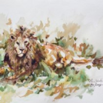 A Fine Lion (Lion)