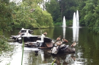 The ducks in Vondelpark